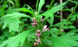 Ảnh minh họa: Internet