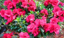 Ảnh minh họa: Internet