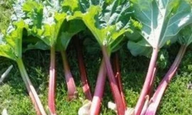 Ảnh minh họa: Internet