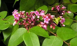 Ảnh minh họa: Internet