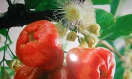 Ảnh minh hoạ: Internet