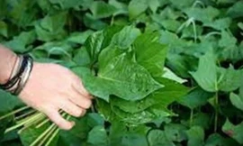 Ảnh minh họa: Internet