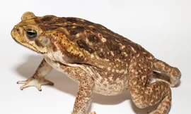 Ảnh minh họa: Internet