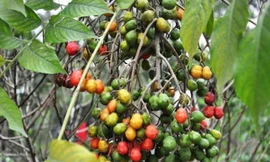 Ảnh minh họa: Internet