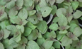 Ảnh minh họa: Internet