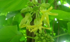 Ảnh minh hoạ: Internet