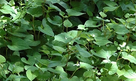 Ảnh minh hoạ: Internet