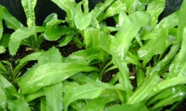 Ảnh minh họa: Internet