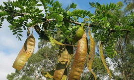 Ảnh minh hoạ: Internet