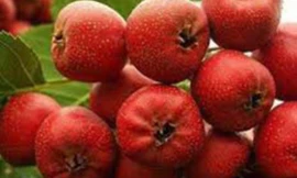 Ảnh minh họa: Internet