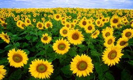 Ảnh minh họa: Internet