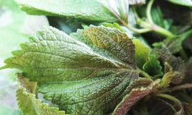 Ảnh minh họa: Internet