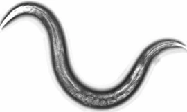 Hình thức thử nghiệm sử dụng những con giun tròn có chiều dài khoảng 1 mm. Ảnh minh họa: Japantimes