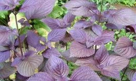 Ảnh minh họa: Internet