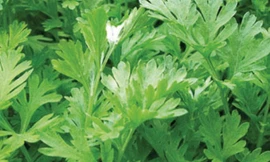 Ảnh minh họa: Internet