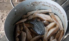 Ảnh minh họa: Internet