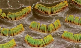 Ảnh minh họa: Internet