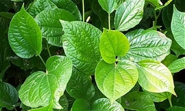 Ảnh minh họa: Internet