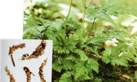 Cách chữa viêm lợi đơn giản, dễ làm