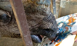 'Nàng tê giác' vẽ tranh như… Picasso