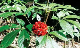 Ngọc linh sâm ma trận: Thật giả khó lường