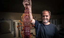 Hơn 20 tấn tôm hùm Úc chết ở sân bay Thượng Hải hồi tháng 11 cho thấy quan hệ ngày càng xấu giữa Úc với Trung Quốc Ảnh: SMH