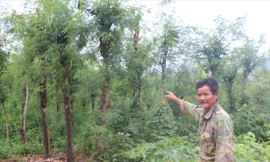 Ông Sơn bên diện tích đất được cấp “nhầm” bìa đỏ 