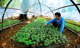 Luống sâm của ông A Sỹ 