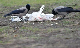 Bị tù vì vứt rác bừa bãi