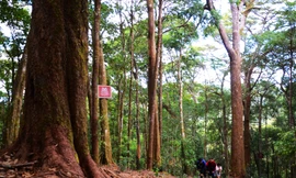 Du khách tận ngắm cổ thụ thông hai lá nghìn năm ở VQG Bidoup - Núi Bà 