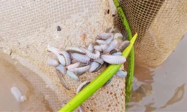 Một số “sinh vật lạ” được người dân địa phương gọi là sâu biển Ảnh: M.Đ