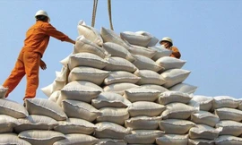 Gạo được mùa, được giá mà không xuất được khiến DN như “ngồi trên đống lửa”