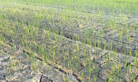 Nhiều diện tích lúa ở Nghệ An thiếu nước 