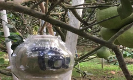 Bưởi hồ lô tài - lộc giá trị cao