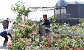 Hoa hồng cành, hồng thế nở rộ khoe sắc đón Tết, thế nhưng người nông dân Mê Linh lại đang lo về một mùa kinh doanh không thuận lợi 