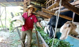 Kỹ sư Y Knáp bên đàn dê của mình