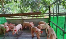 Thương lái bán lợn giống tại Cẩm Khê, Phú Thọ nói rằng, lợn giống đang hiếm, không thể giảm giá Ảnh: Ðức Anh