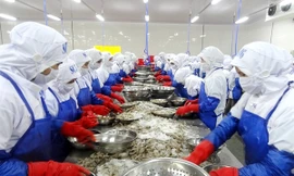 Xuất khẩu thủy sản đã bắt đầu hồi phục nhờ việc nhiều doanh nghiệp đã kịp đáp ứng các quy định mới Ảnh: M.Châu