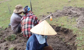 Cả gia đình đào đá đen tìm vận may Ảnh: Văn Tài