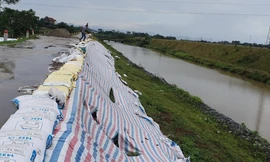 Khắc phục sạt lở bằng cách đóng các bao tải đất để gia cố tuyến đê 