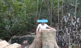 Rừng ở Tây Nguyên liên tục bị khai thác trái phép Ảnh: Lê Tiền