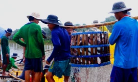 Thu hoạch cá tra ở ÐBSCL - Ảnh: CK 