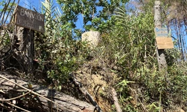 Nhiều bảng quảng cáo bán đất tại rừng thông bị cưa hạ