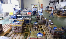 Bất cập trong thanh kiểm tra thuế