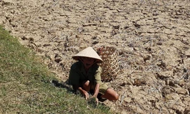 Cụ ông Trần Thủ “mót cỏ” cho bò giữa cái nắng nóng như đổ lửa Ảnh: H.N