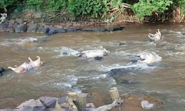Người dân vứt heo chết ở sông Nhạn