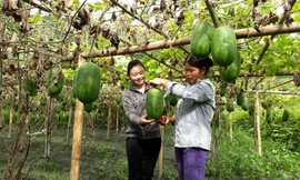 Phó Chủ tịch xã Nông Thị Uyến (bên trái) thăm mô hình bí xanh của người dân Ảnh: NVCC