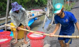 Vận chuyển ruốc lên bờ sau chuyến biển