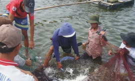 Thu hoạch tôm. Ảnh: P.V