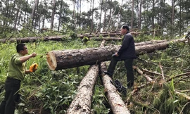 Thông bị đốn hàng loạt Ảnh: K.A